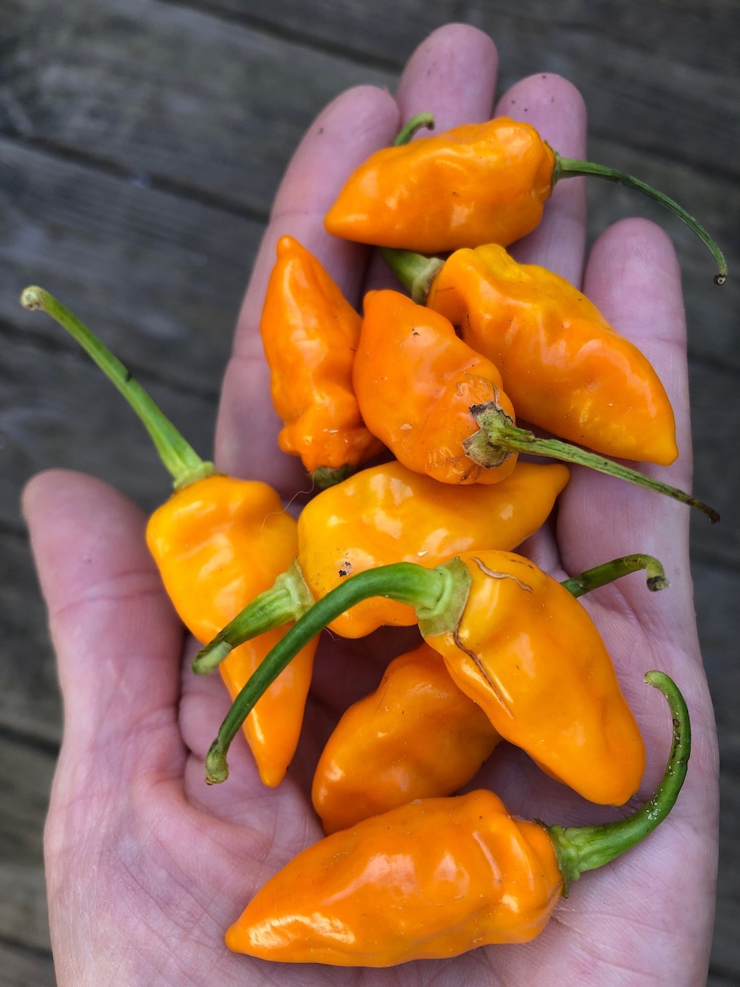 Datil Saint Augustine Hot Pepper Seeds Yellow 20 Seeds Etsy