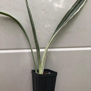 Sansevieria Bantel&#39;s Sensation variegated snake plant - rare plant mother-in-law&#39;s tongue, viper&#39;s bowstring hemp, pot size 5&quot; ships in pot