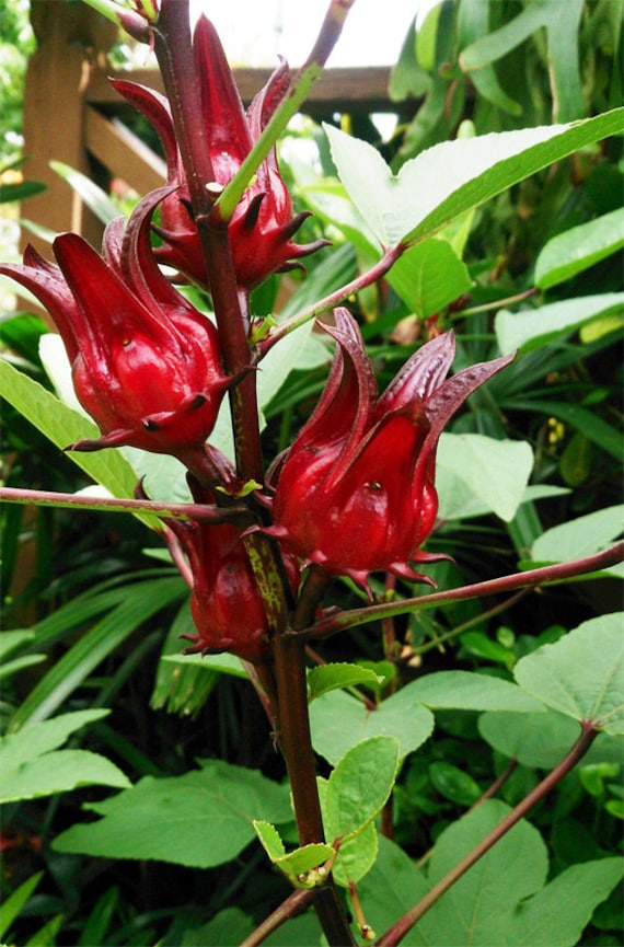 Hibiscus sabdariffa Ro...
