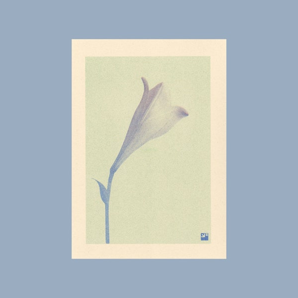 A4 botanisiche risograph print: Bloom – Lelie