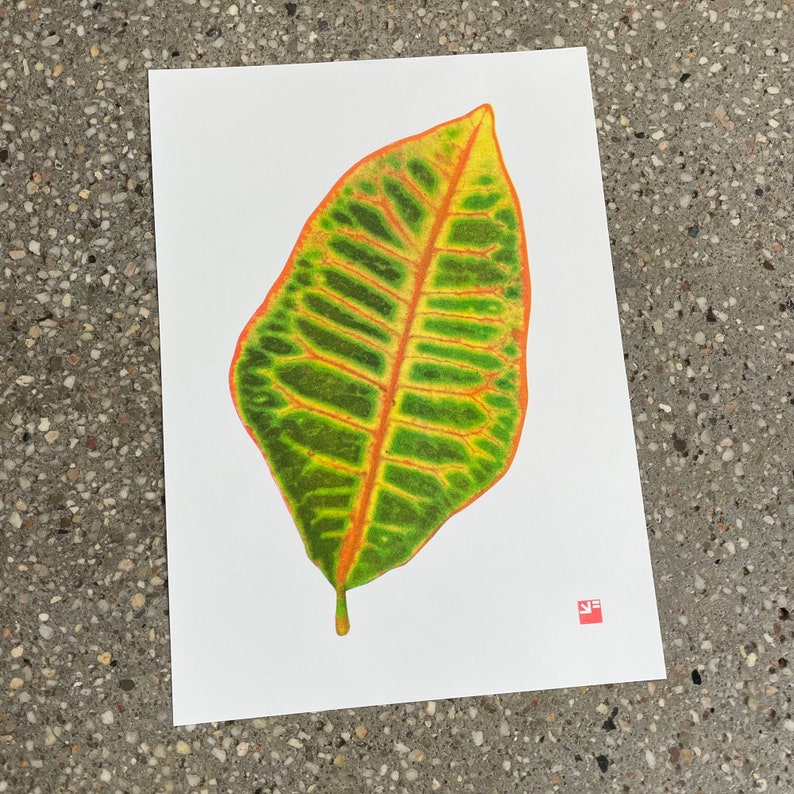 A4 botanical risograph print: Leaf Croton image 3