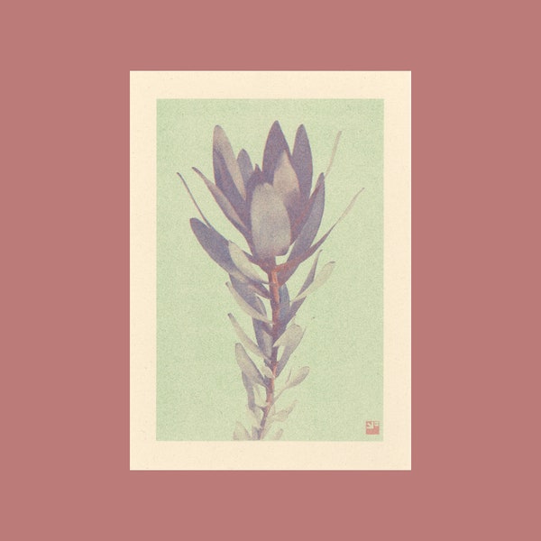 A4 botanical risograph print: Bloom – Leucadendron