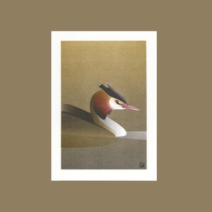 Op de afbeelding: Een bruine en witte vogel met een rood oog en een zwarte kop zwemt in een bruin waterlichaam. De vogel kijkt naar rechts in de afbeelding.