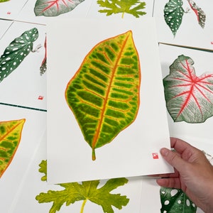 A4 botanical risograph print: Leaf Croton image 2