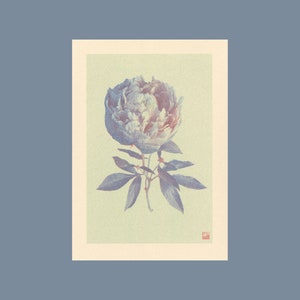 A4 botanical risograph print: Bloom – Peony