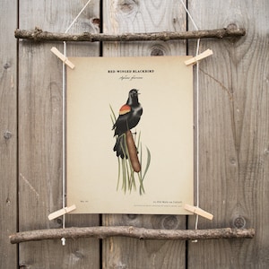 Red Winged Blackbird vintage print, National Park Art, Red Winged Blackbird poster, parks wildlife, scientific illustration, botanical print