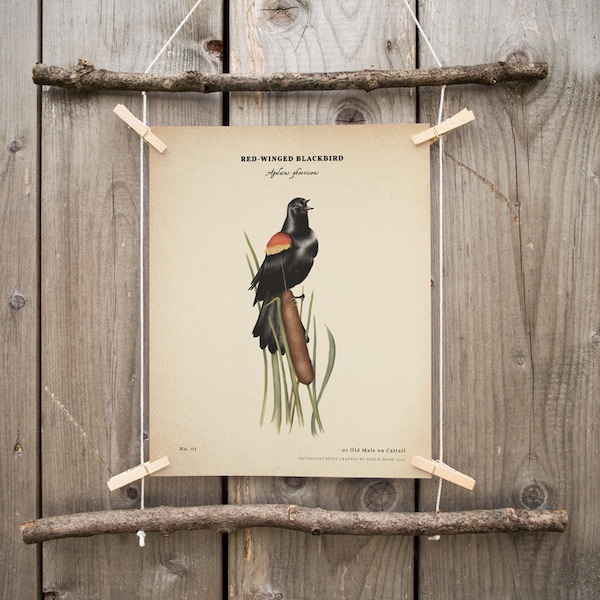 Red Winged Blackbird vintage print, National Park Art, Red Winged Blackbird poster, parks wildlife, scientific illustration, botanical print