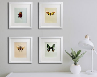 Framed Art Insect Prints - Choose set of 2, 4, 6, 8 - Bug Prints, Butterfly and insect prints, Insect art, insect entomology print, wall art