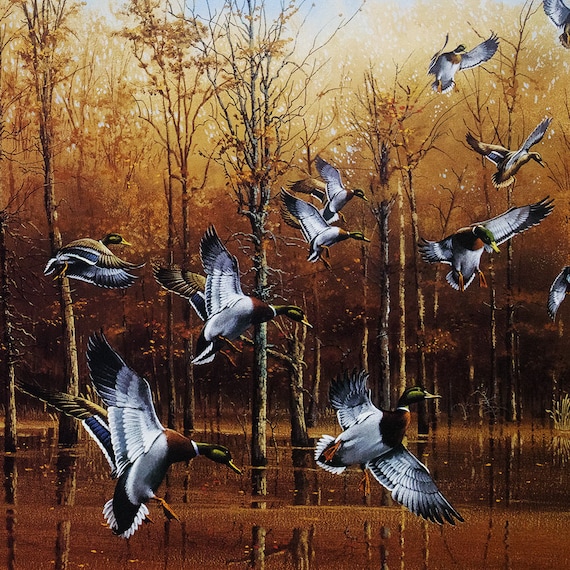 Green Timber Mallards Phillip Crowe Signed Limited Edition Wildlife Print 37x24