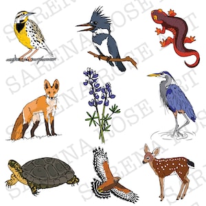 Coloring Book: DIGITAL DOWNLOAD California Native Plants and Animals