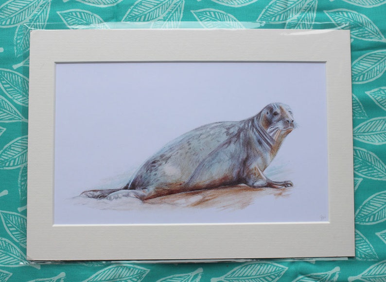 Seals of Blakeney Point