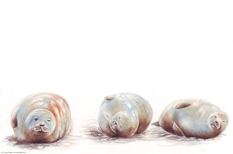 Seals of Blakeney Point