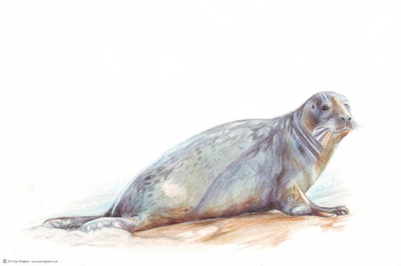 Seals of Blakeney Point