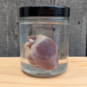 May include: A clear glass jar with a black lid containing a preserved animal heart submerged in liquid. The heart is reddish-brown and pink in color, showing visible anatomical structures suspended within the transparent glass container.