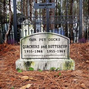 May include: A weathered tombstone reads "OUR PET DUCKS" with the names "QUACKERS and BUTTERCUP" and the years 1955-1966 and 1955-1969. The stone is set in a bed of pine needles, with a wrought iron fence and trees in the background.