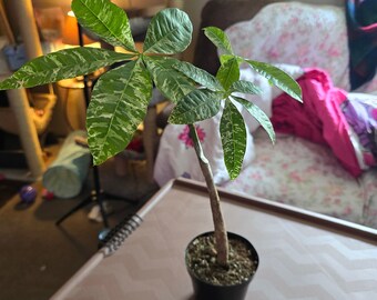 RARE Variegated ALBO Money Tree 4" pot