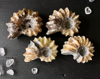 Douvilleiceras Ammonite Fossil fully polished from Madagascar you choose
