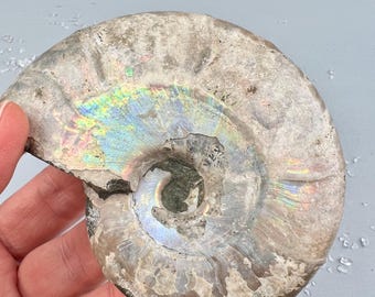 Raw Ammonite 3.5 inches Opalized Rainbow Fossil, rare iridescent blue and red colors