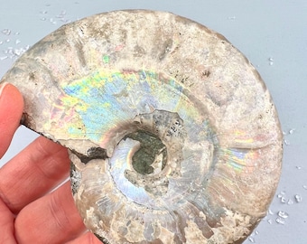 Raw Rainbow Ammonite | Cleoniceras Fossil Madagascar | Chakra Aligner | Opalized Spiral Shell | Third Eye Crystal Decor