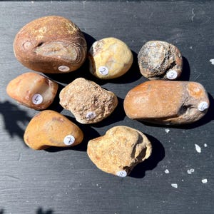 May include: A collection of eight smooth, natural stones in various shapes and sizes. The stones display a range of colors, including tan, brown, and yellow, with some featuring unique patterns and textures. Each stone has a small white sticker with a number.