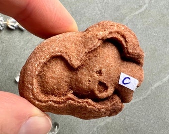 Raw Stromatolite Fossil Stone Gift for Nature Lovers from Morocco