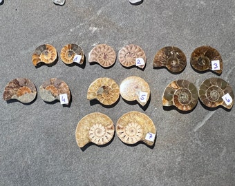 Petite paire de 2 fossiles d'ammonites coupées en deux, 20 mm au choix