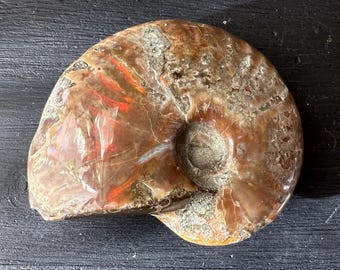 Opalized Ammonite Fossil 1.9 inches polished fossil from Madagascar