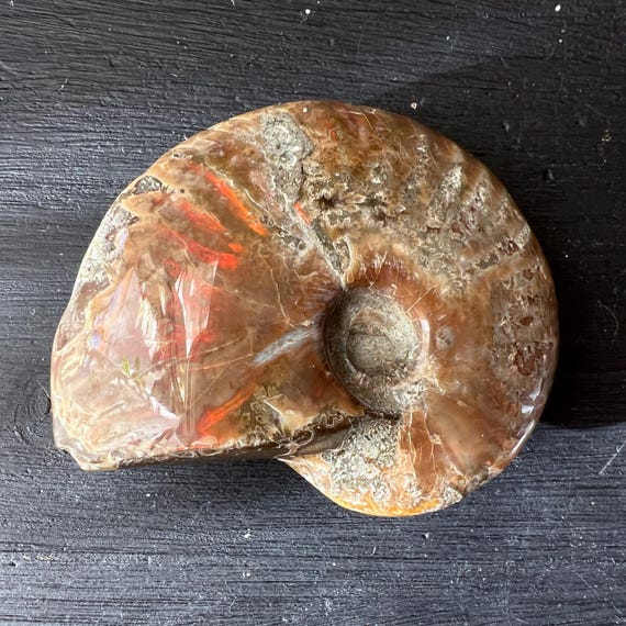 オパール化したアンモナイトの化石 1.9インチ マダガスカル産の研磨