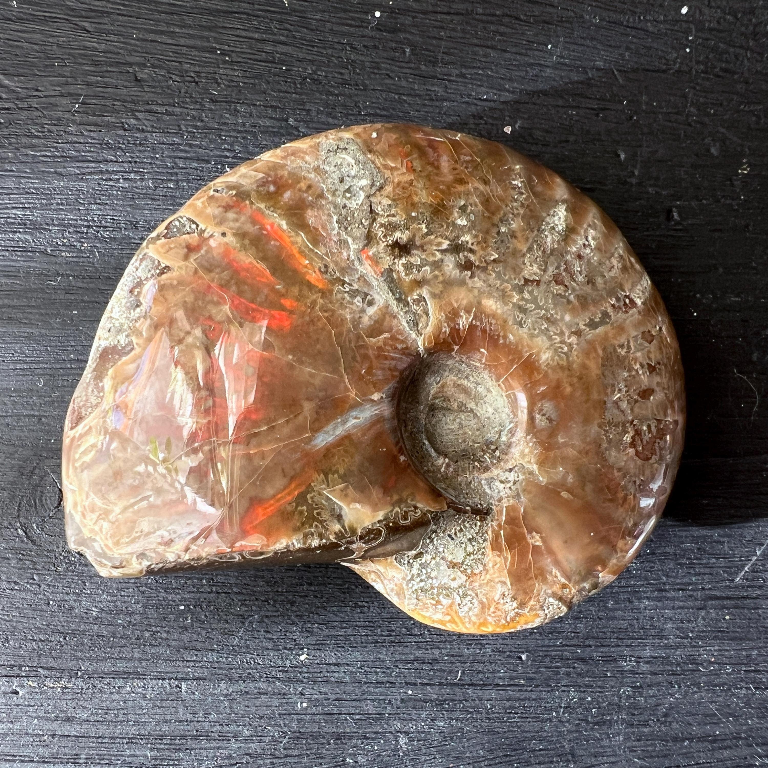 オパール化したアンモナイトの化石 1.9インチ マダガスカル産の研磨