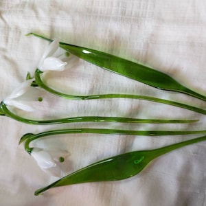 A beautiful set of snowdrops with leaves
