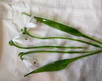 A beautiful set of snowdrops with leaves