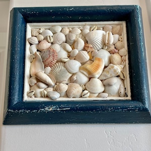 Sea Shell Assemblage/Art.