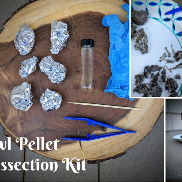 Owl Pellet Dissection Kit / 6 Owl Pellets, Plastic Forceps, Bone Identification Chart and Container for Storage
