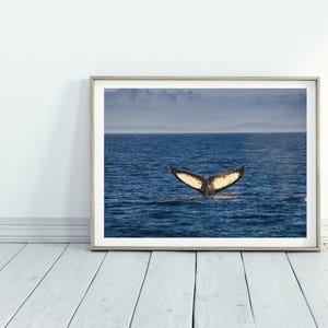 Whale Tail Photography Print, Humpback Whale Picture, Pacific West Coast Artwork, Whale Gift for Birthday, Vancouver Coastal Wall Art
