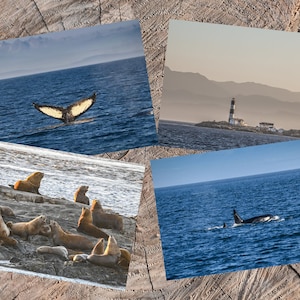 Lot de 4 cartes postales océan, cartes postales vie marine, phare nautique, cartes postales paysage marin côtier, lions de mer, orques, oeuvre d'art motomarine