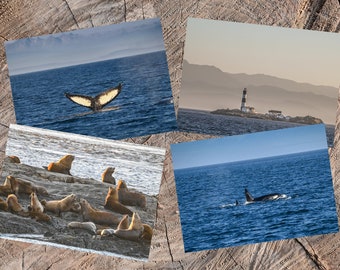 Set of 4 Ocean Postcards, Marine Life Postcards, Nautical Lighthouse, Coastal Seascape Postcards, Sea Lions, Killer Whales, Mothers Day Gift