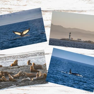 Lot de 4 cartes postales océan, cartes postales vie marine, phare nautique, cartes postales paysage marin côtier, lions de mer, orques, oeuvre d'art motomarine