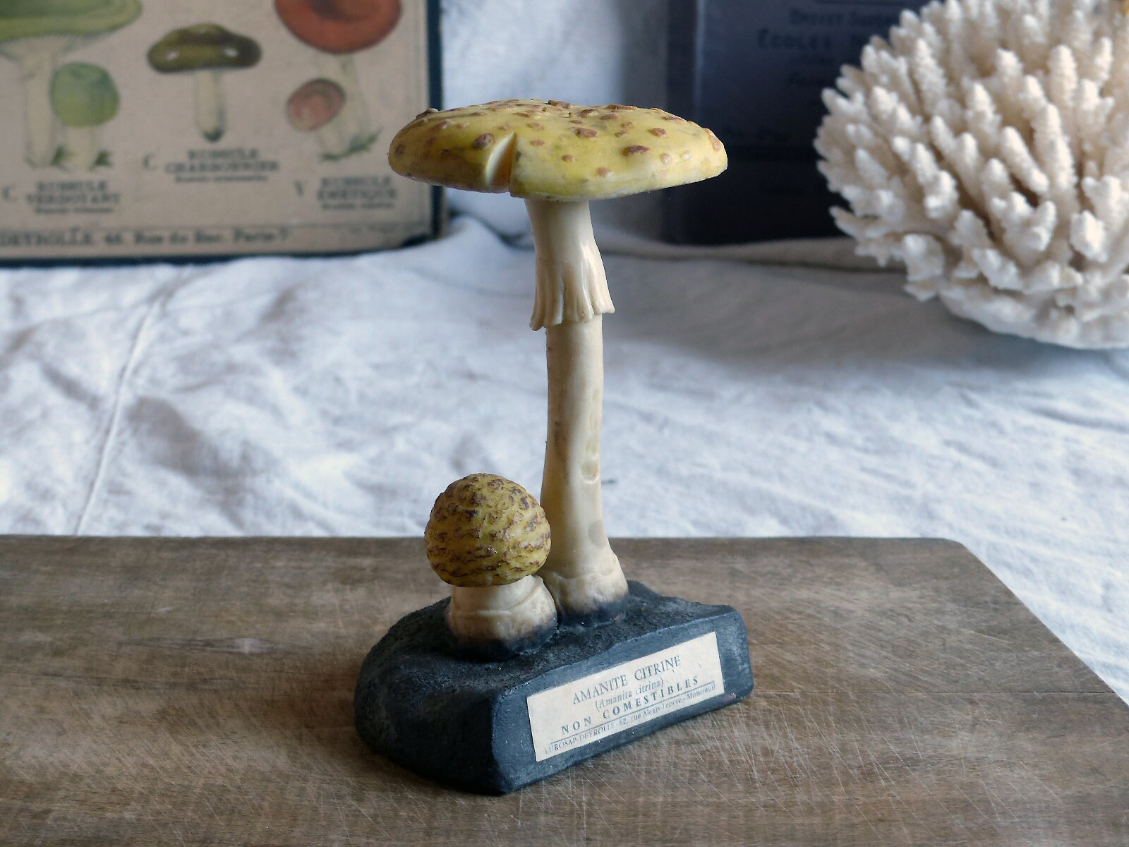 Français Espèce de Champignon Modèle Scientifique Vintage. Français Modèle d'identification Des Cham