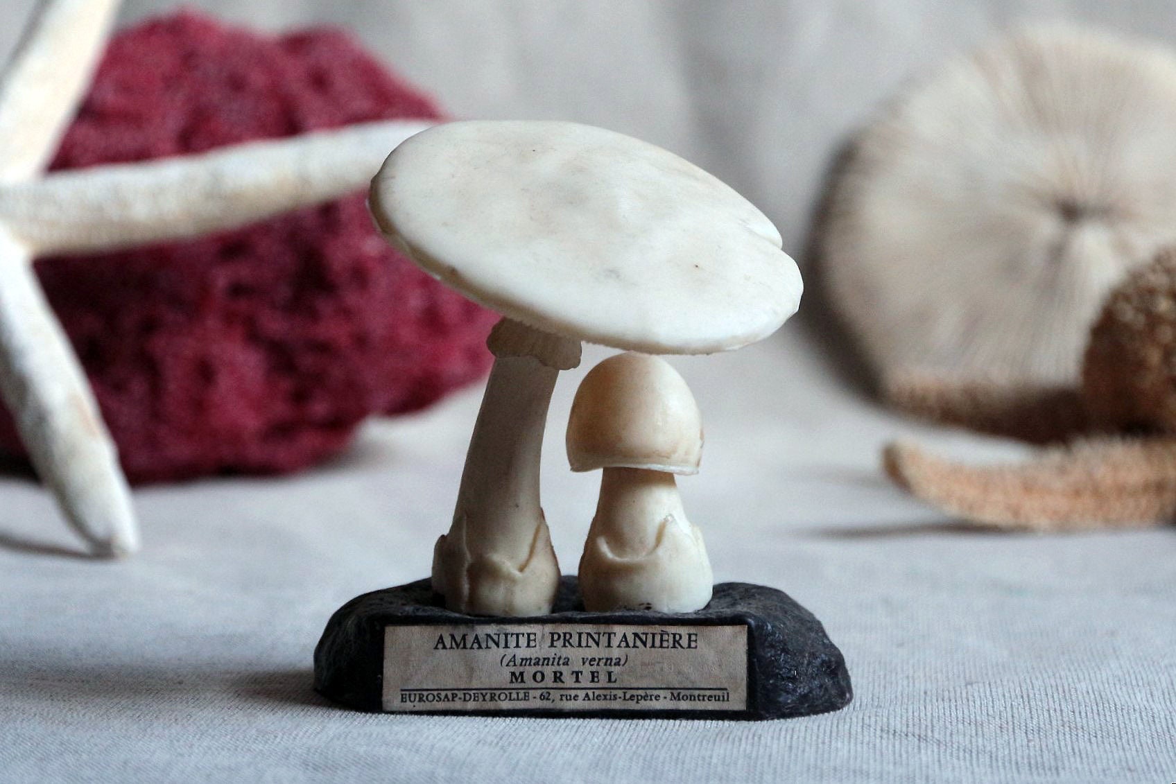 フランス　ビンテージ　毒キノコ模型　アンティーク　理科系 フランスビンテージ毒キノコ模型アンティーク理科系