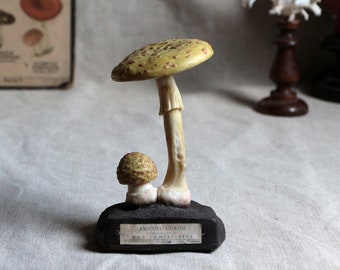 Espèce de champignon modèle scientifique français vintage. Modèle d'identification des champignons de la pharmacie française. Maquette Sciences naturelles. Cabinet de curiosités.