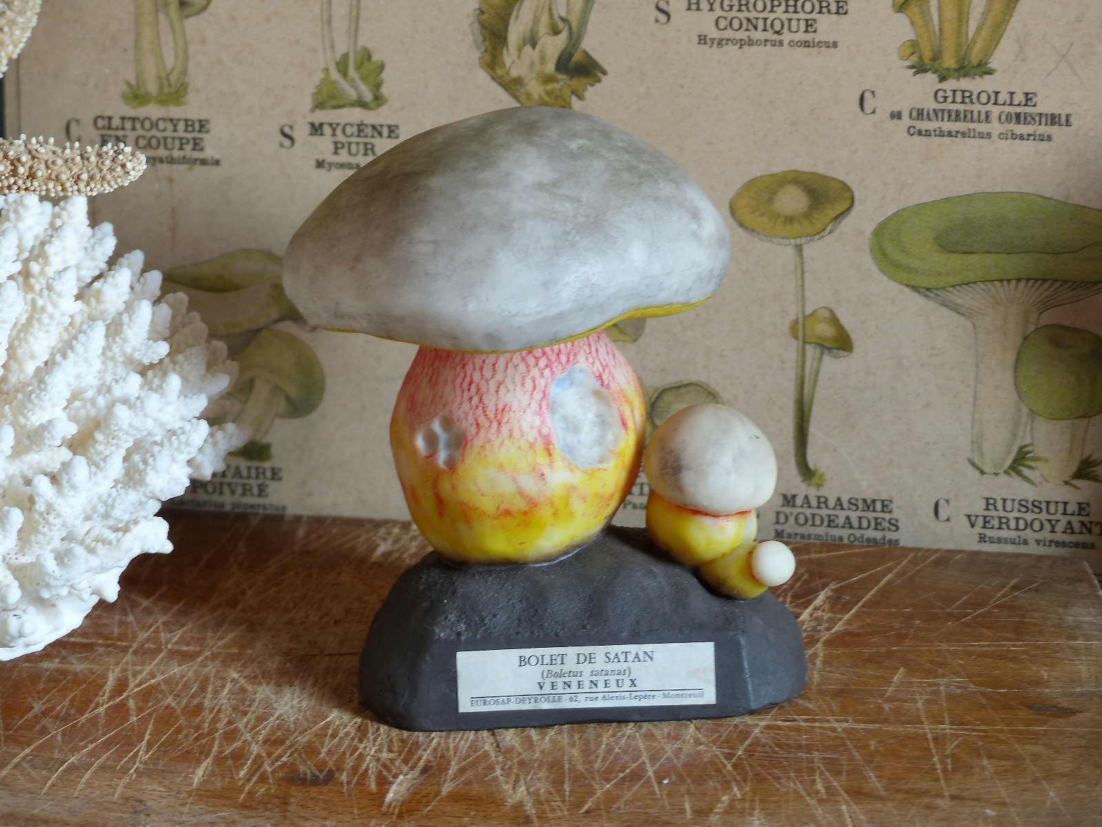 Français Espèce de Champignon Modèle Scientifique Vintage. Français Modèle d'identification Des Cham