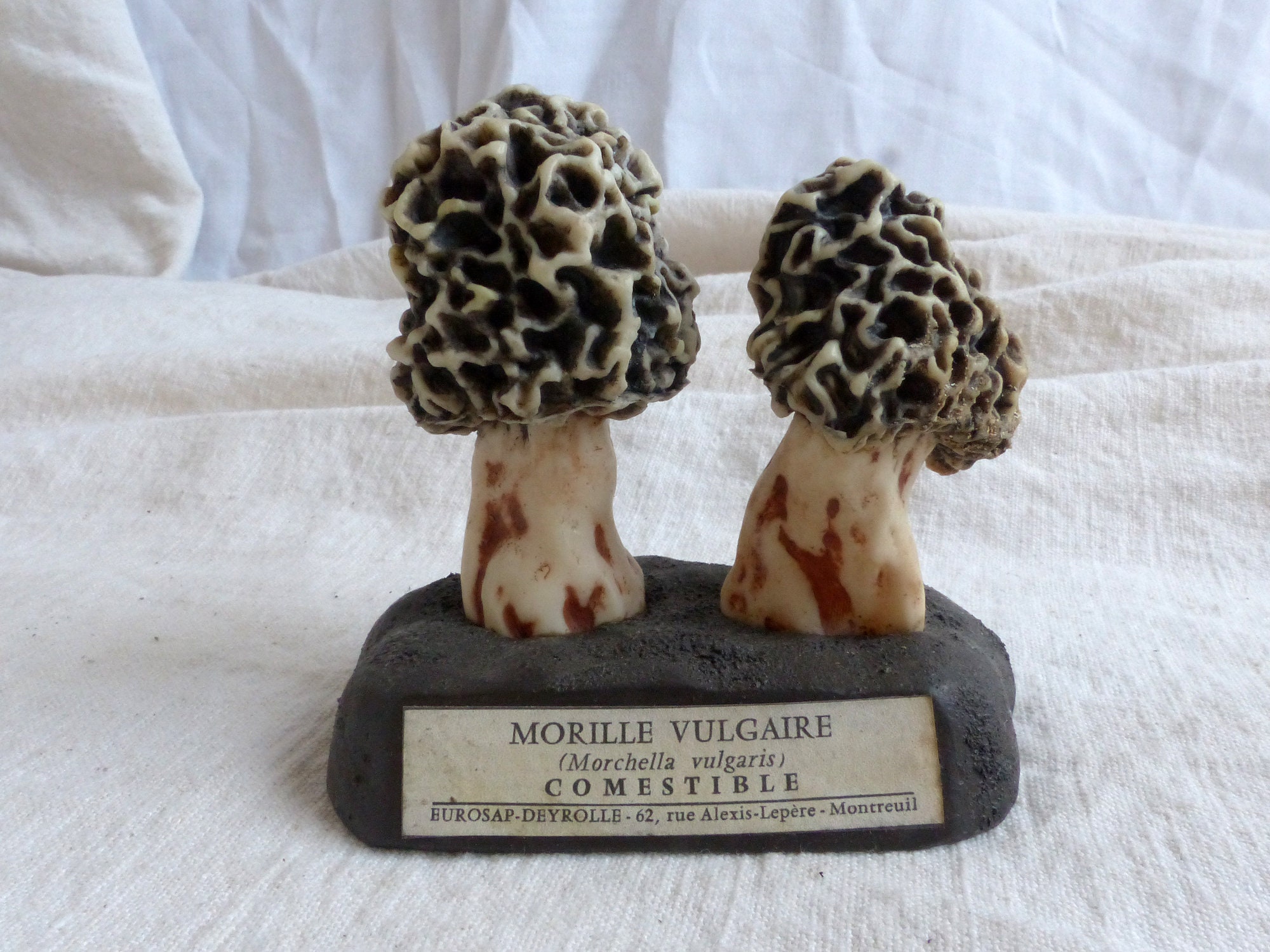 Français Espèce de Champignon Modèle Scientifique Vintage. Français Modèle d'identification Des Cham