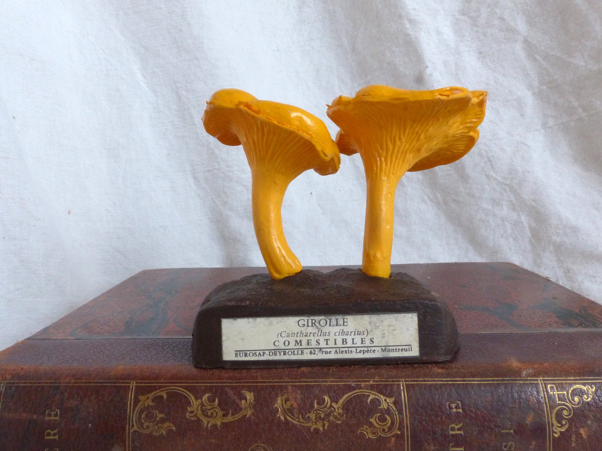 Français Espèce de Champignon Modèle Scientifique Vintage. Français Modèle d'identification Des Cham