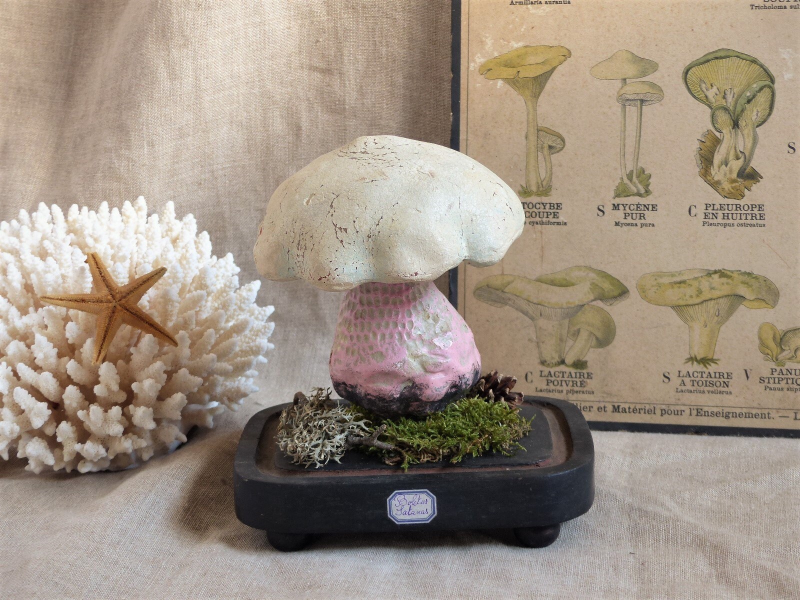 Espèce de Champignon Modèle Scientifique Géant Vintage. Grande Taille. Modèle L'école Pharmacie. Sci