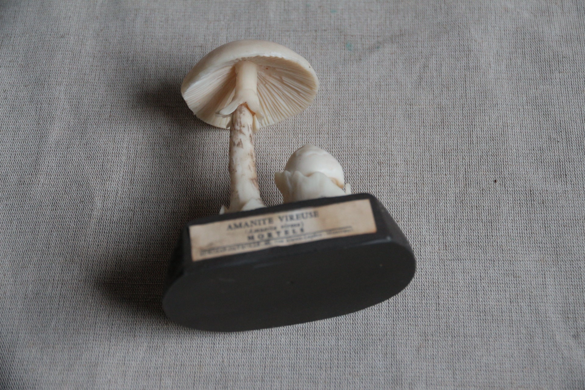 L’Amanite vireuse #mycologie #champignon #amanite | TikTok, image size:1920x1280