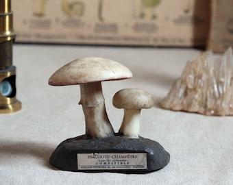 French vintage scientific model mushroom species. French Pharmacy mushroom identification model. Natural Sciences model. Curiosities cabinet