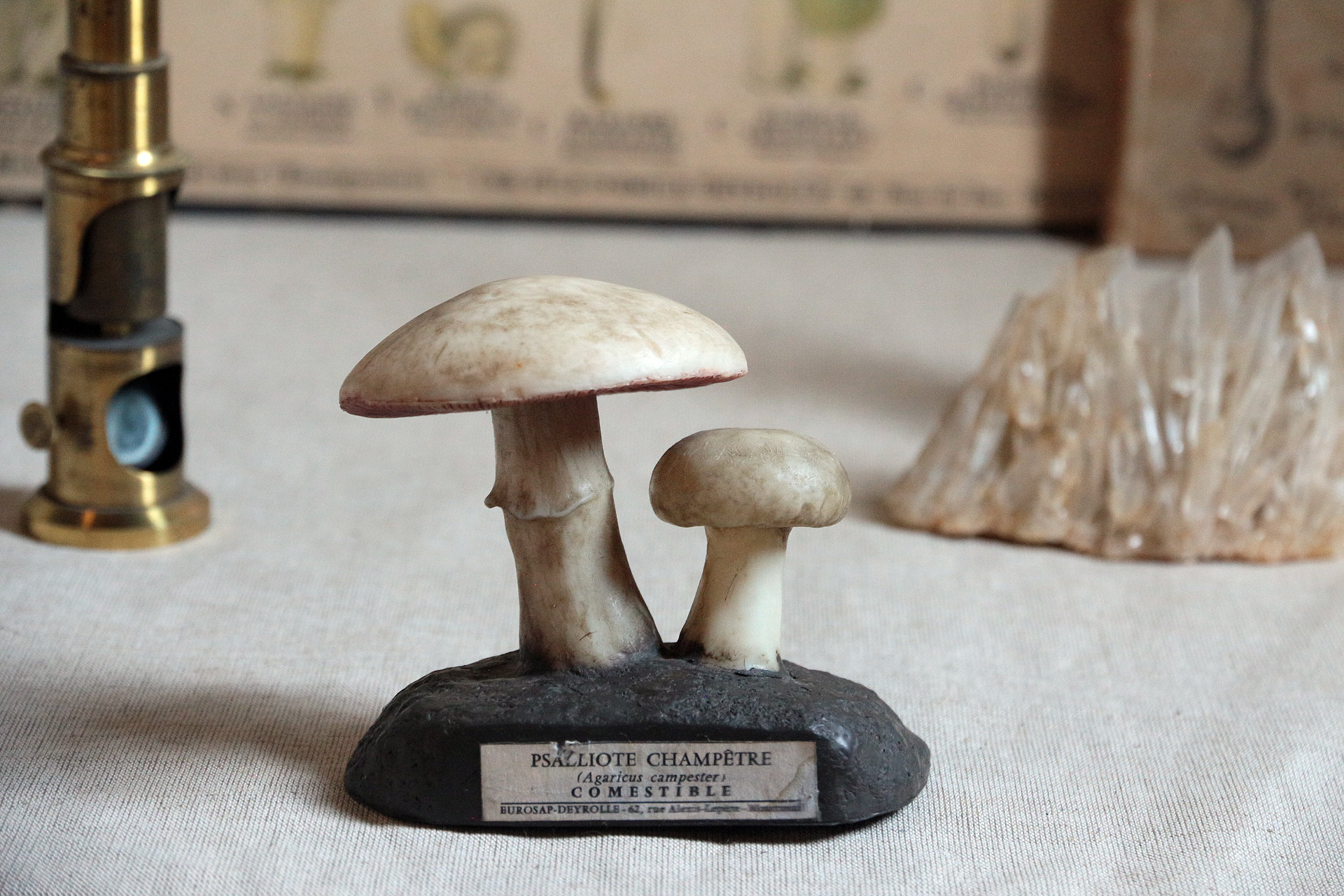 フランスビンテージ毒キノコ模型アンティーク理科系