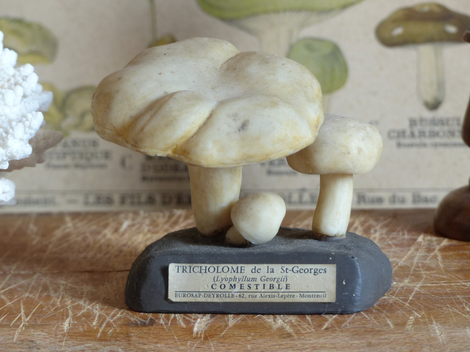 Français Espèce de Champignon Modèle Scientifique Vintage. Français Modèle d'identification Des Cham