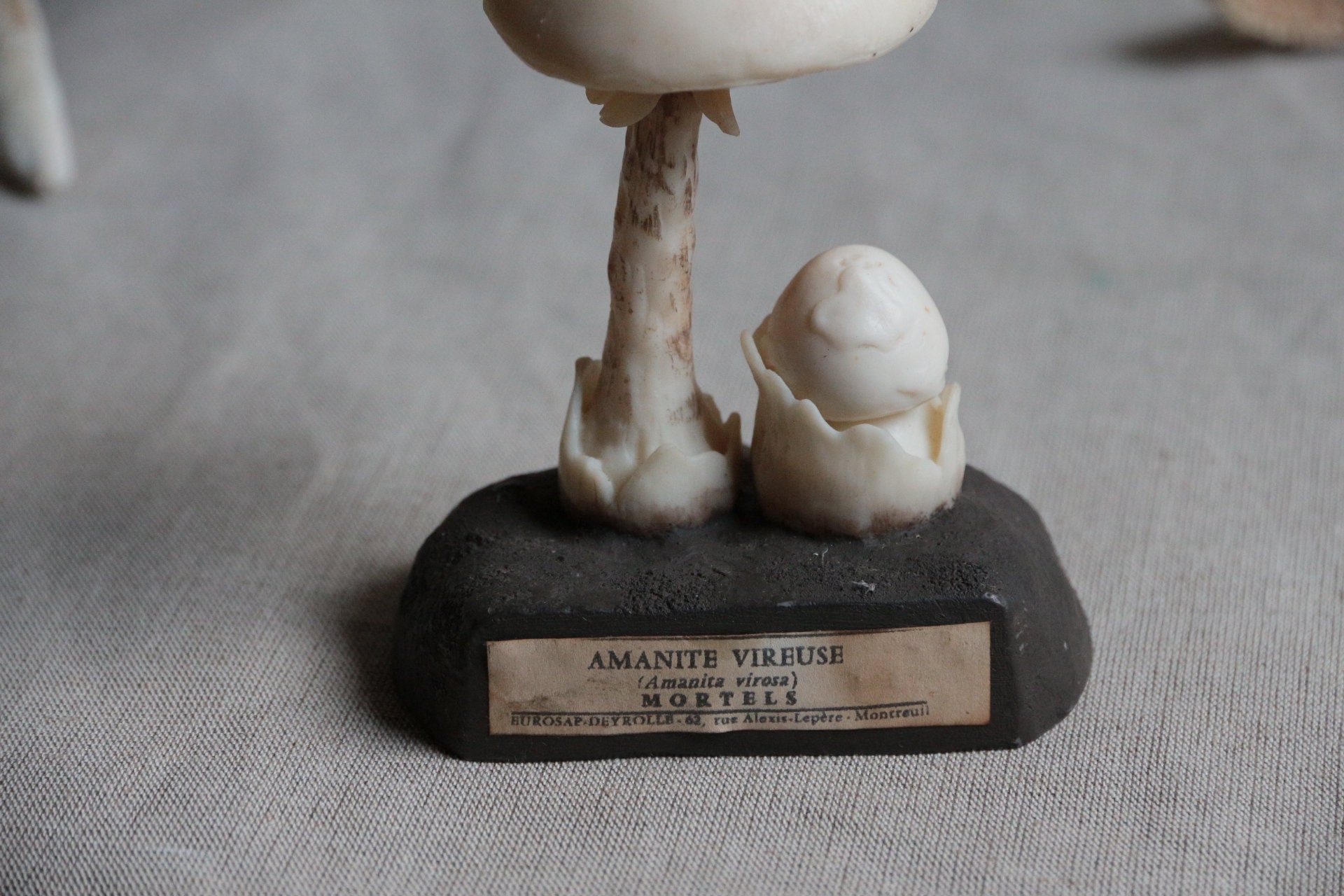 L'Amanite printanière symbolisme et mythologie, image size:1920x1280