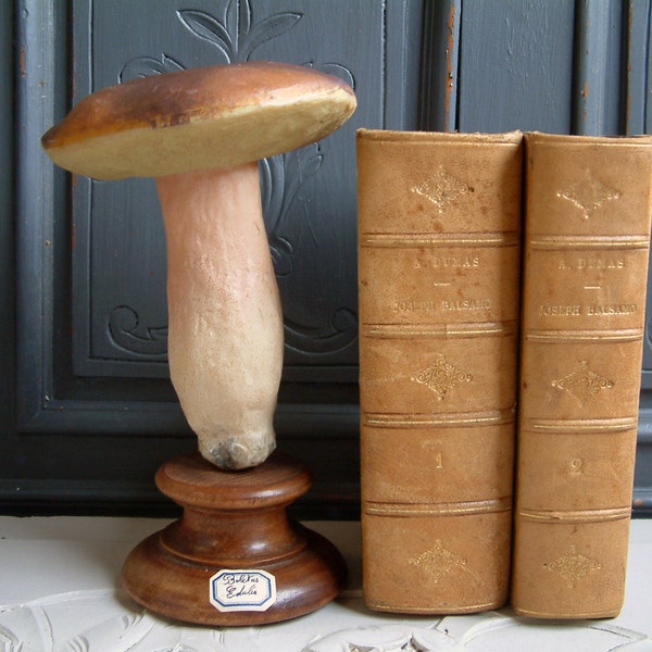 Antique french giant scientific model mushroom species. Pharmacy mushroom identification model. Natural Sciences model. Curiosities cabinet